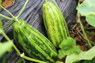 网红吃瓜颜色代表什么含义,揭秘不同颜色背后的含义