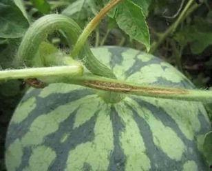 吃网瓜的好坏区别,一网打尽品质与口感差异