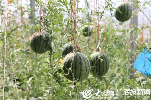 博乐网红吃瓜事件视频,揭秘网络舆论背后的真相