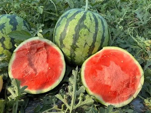 云南男网红吃瓜,揭秘瓜界新潮流