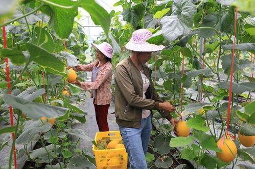 成县吃瓜网红是谁,揭秘网络红人的崛起之路