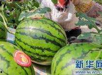 曹县吃瓜网最新消息今天,揭秘今日热点事件，一网打尽曹县最新动态！