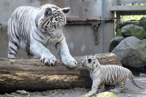 推特网红白虎吃瓜爆料,揭秘网红圈幕后真相，带你走进娱乐圈的神秘世界”