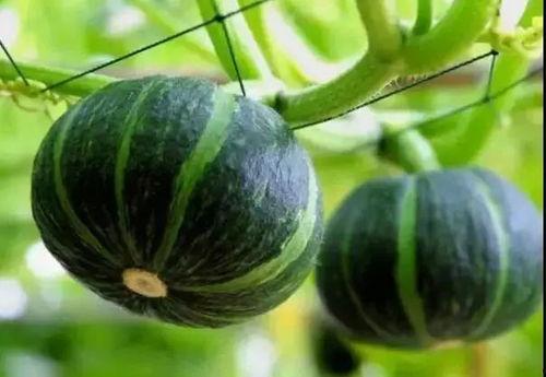 网红贝贝瓜怎么吃,解锁夏日清新口感