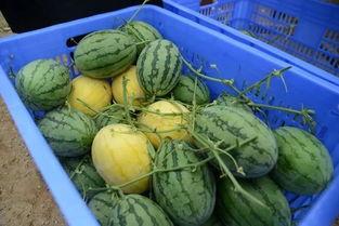 网红吃瓜一线群,揭秘娱乐圈幕后风云