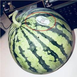 射阳网红吃瓜,揭秘网络热点背后的故事