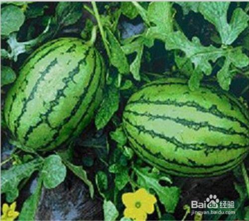 8月10日吃瓜事件网红