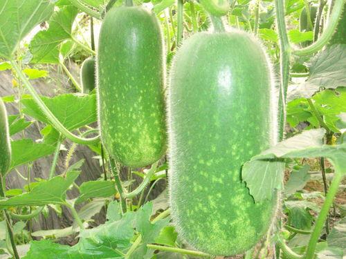 网红吃瓜走红图片大全