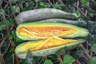 长春市网红吃瓜,揭秘城市生活趣味瞬间