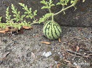 吴川西瓜网红吃瓜,甜蜜一夏，瓜界新宠